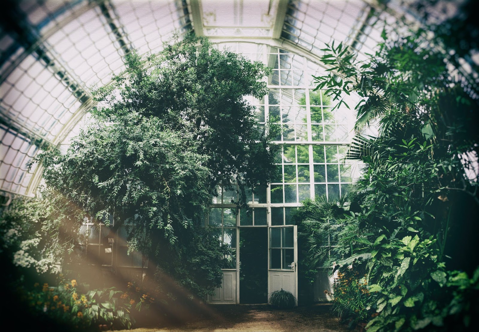 Bild på gröna växter i ett växthus